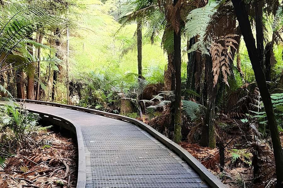Private Hobbiton & BlueSprings & Redwood forest fromAuckland - Who will get the most from this day