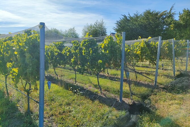 Private Martinborough Wine Tour for Wine Enthusiasts - Why this private tour works for wine enthusiasts
