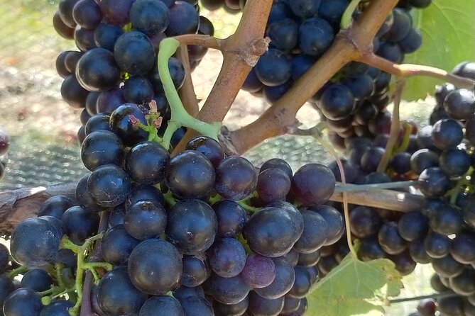 Private Martinborough Wine Tour for Wine Enthusiasts - Nga Waka Vineyard: a flexible second stop with lunch options