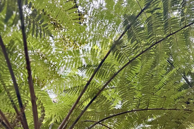 Private Piha Beach, Rainforest Adventure & Mt. Eden with Guide - Piha Beach, black sand, and Lion Rock
