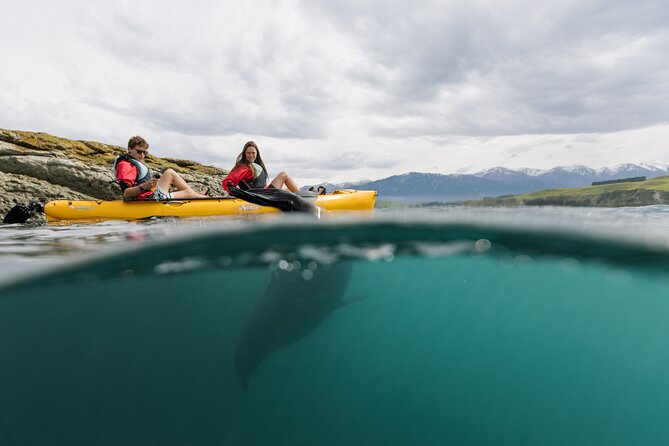 Private Seal Kayaking and Wildlife Tour in Kaikoura - Seabirds, penguins, and the open-water view