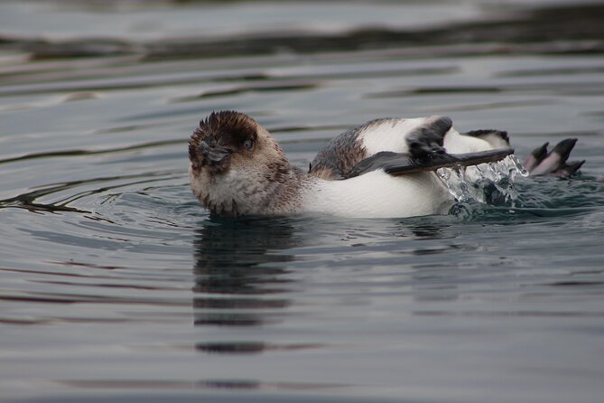 Private Seal Kayaking and Wildlife Tour in Kaikoura - Seeing the Kaikoura Peninsula walkway from the sea