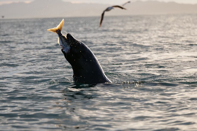 Private Seal Kayaking and Wildlife Tour in Kaikoura - A private ride through Kaikoura town