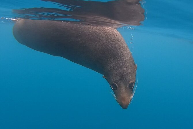 Private Seal Kayaking and Wildlife Tour in Kaikoura - What the three-hour schedule feels like