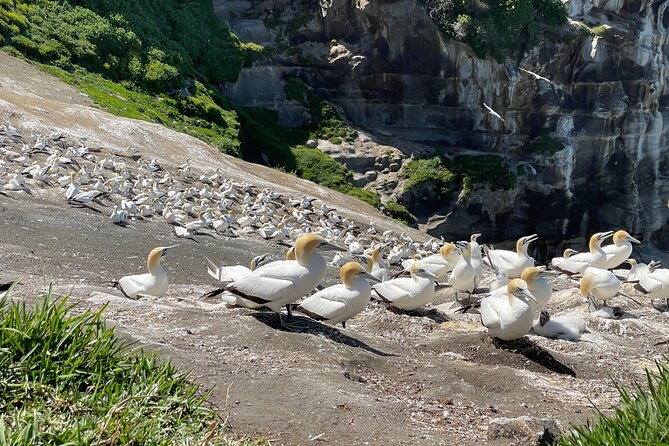 [PRIVATE] SUNSET. Wine. Hot Pool. Dinner - Muriwai’s gannets add real wildlife to the route