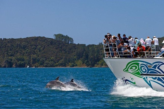 Private Tour: Bay of Islands Day Trip from Auckland - Parry Kauri Park and the great kauri trees