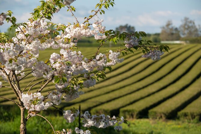 Private tour from Auckland - Waitomo Glowworm Caves, Zealong Tea & Kiwi Bird - A full day from Auckland to the Waikato
