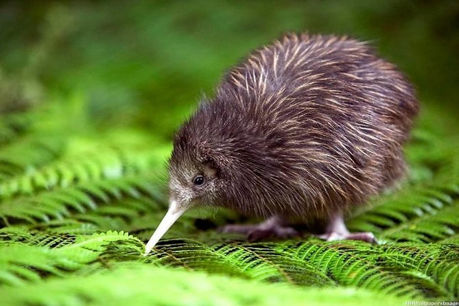 Private tour from Auckland - Waitomo Glowworm Caves, Zealong Tea & Kiwi Bird - Otorohanga Kiwi House and New Zealand’s native wildlife
