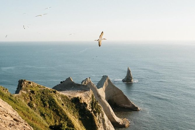 Private tour to Cape Kidnappers Gannet Colony - Meeting 20,000 gannets up close