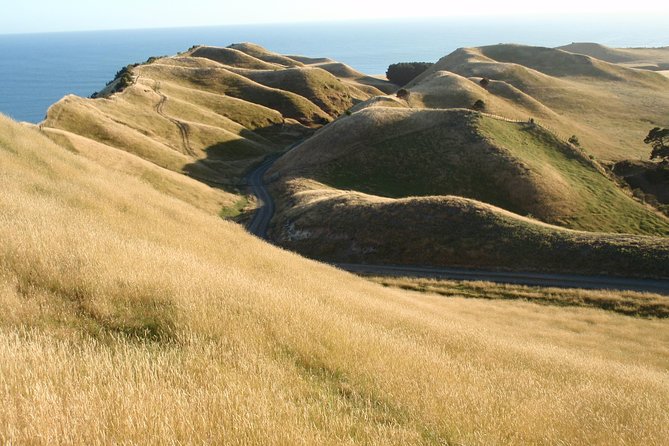 Private tour to Cape Kidnappers Gannet Colony - The guides make the difference