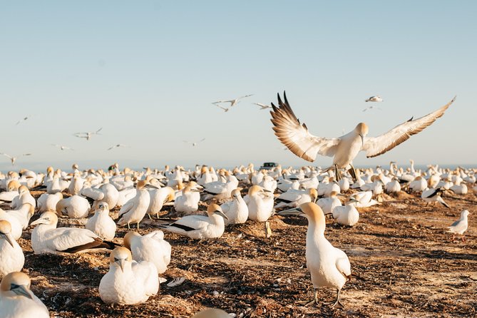 Private tour to Cape Kidnappers Gannet Colony - Timing, cancellation, and practical planning