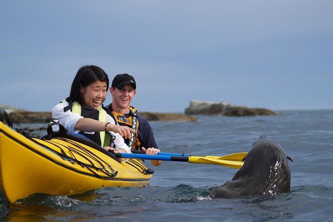 Private Wildlife Kayaking Tour - Kaikoura - Key things to know before you paddle