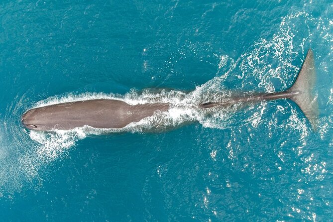 Private Wildlife Kayaking Tour - Kaikoura - About 1.5 hours on the water