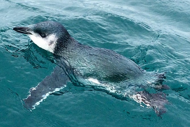 Private Wildlife Kayaking Tour - Kaikoura - Following the Kaikoura Peninsula Walkway
