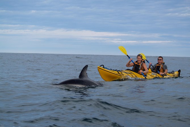 Private Wildlife Kayaking Tour - Kaikoura - Spending time at the Peninsula Seal Colony