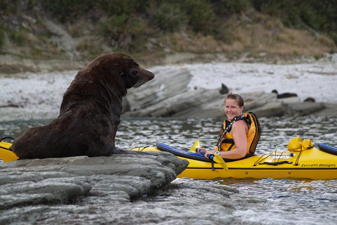 Private Wildlife Kayaking Tour - Kaikoura - What private touring changes