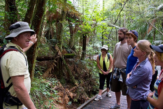 Puketi Rainforest Guided Walks .This is not a Shore Excursion product . - What happens at the Puketi Nature Trail