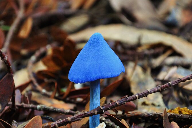 Puketi Rainforest Guided Walks .This is not a Shore Excursion product . - Choosing between half-day, full-day, and night