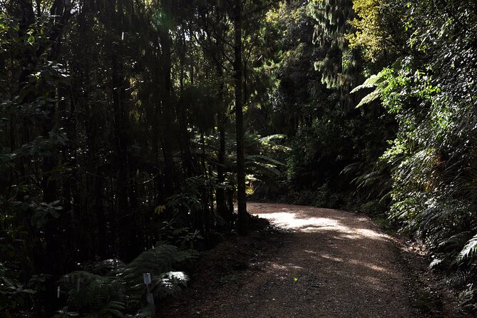 Puketi Rainforest Guided Walks .This is not a Shore Excursion product . - Tea, lunch, and what you need to carry