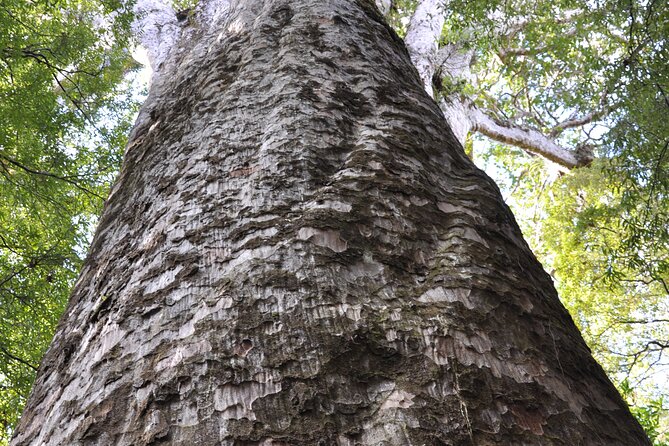 Puketi Rainforest Guided Walks .This is not a Shore Excursion product . - Rain, fitness, and family considerations