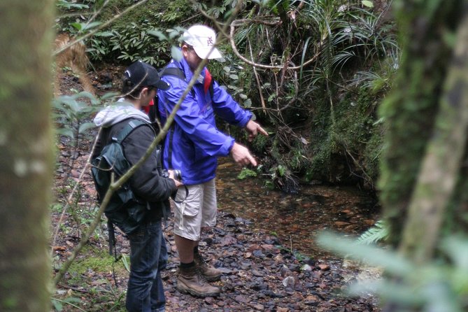 Puketi Rainforest Guided Walks .This is not a Shore Excursion product . - Rare birds and small details