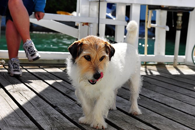 Queen Charlotte Sound Mail Boat Cruise - Wildlife, water, and views