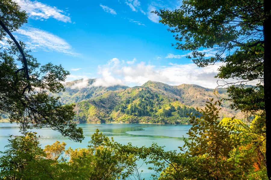 Queen Charlotte Track: Cruise & Self-Guided Hike from Picton - Key points to know before you book