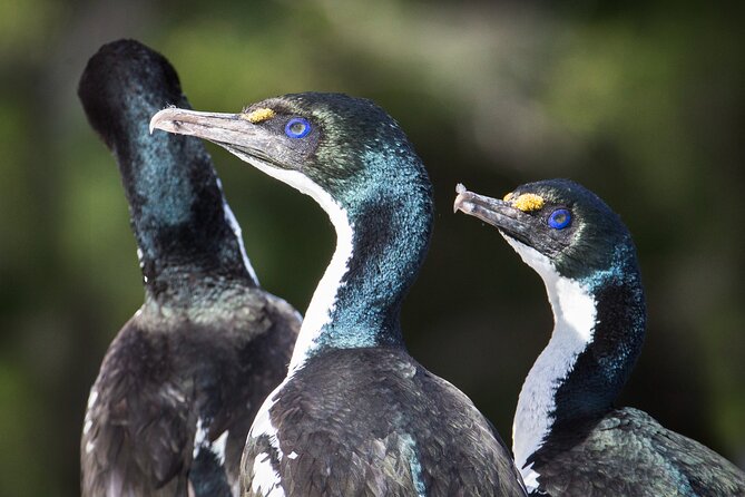 Queen Charlotte Track - Ultimate one Day Walk and Cruise - The return cruise and the value of the price