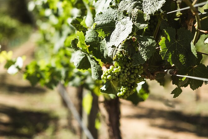 Queenstown: Afternoon Wine & Beer Tour with Platters - Small group energy, with guide quality making a difference