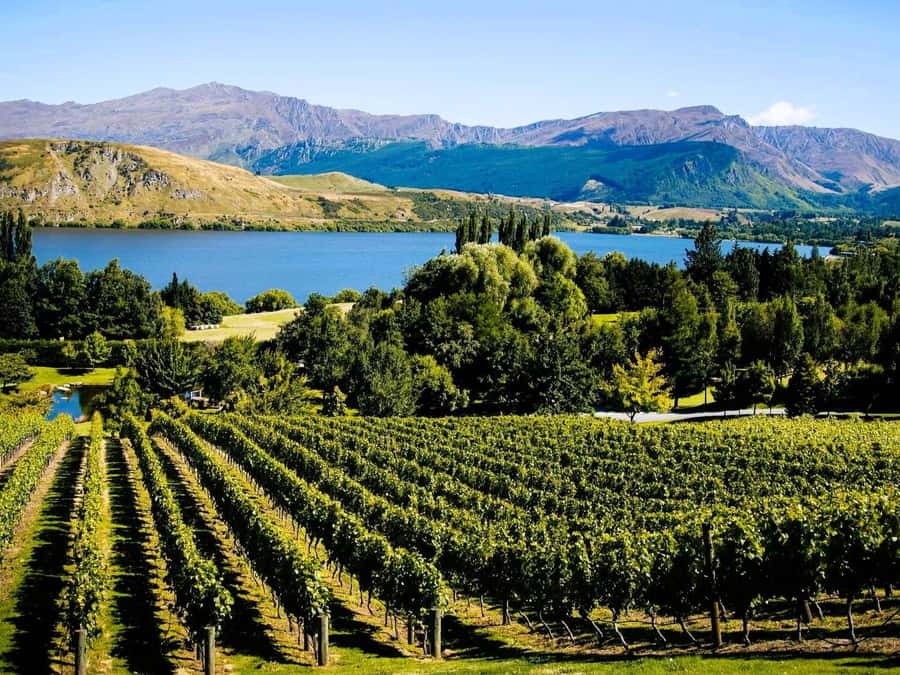Queenstown, Arrowtown, Gibbston: Flexible Wine Hopper Tours - Guides are the main part of the value