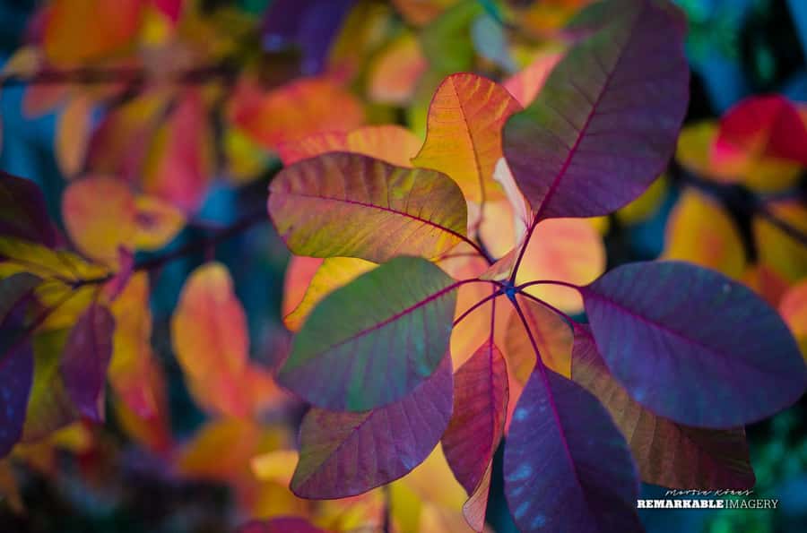 Queenstown: Half Day Private Photography Tour - Choosing Between Many Stops and Fewer Better Ones
