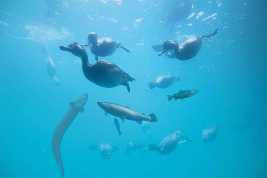 Queenstown: Hidden Underwater Theatre Experience - Rain, timing, and practical details