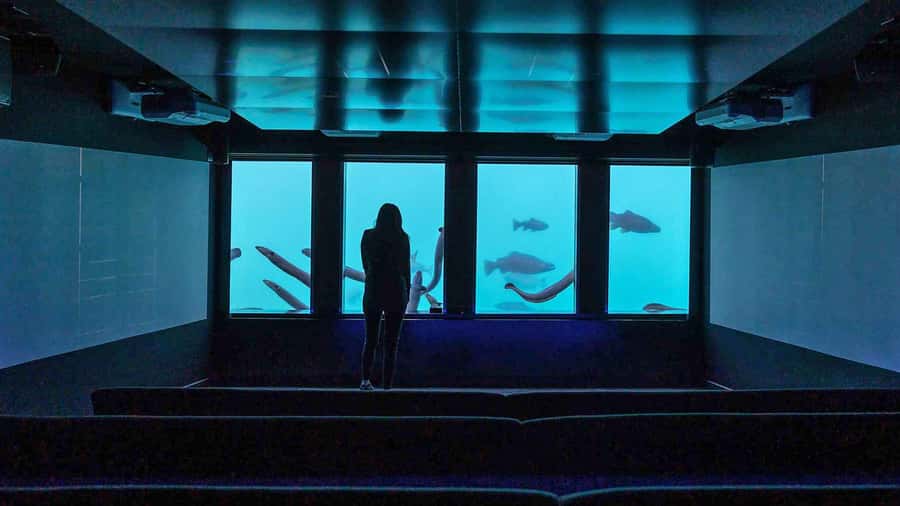 Queenstown: Hidden Underwater Theatre Experience - Who will enjoy Time Tripper most