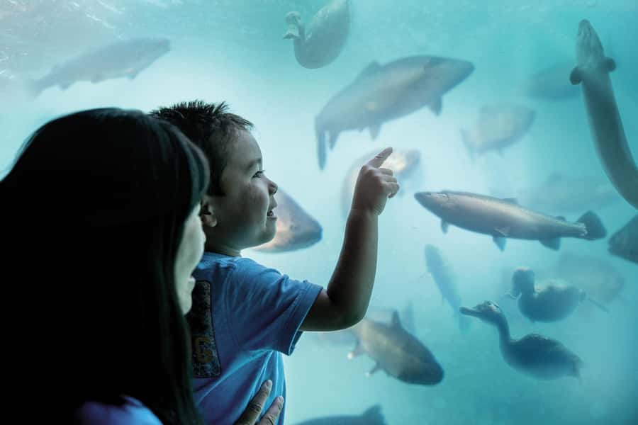 Queenstown: Hidden Underwater Theatre Experience - The 14-minute journey from dinosaurs to Queenstown