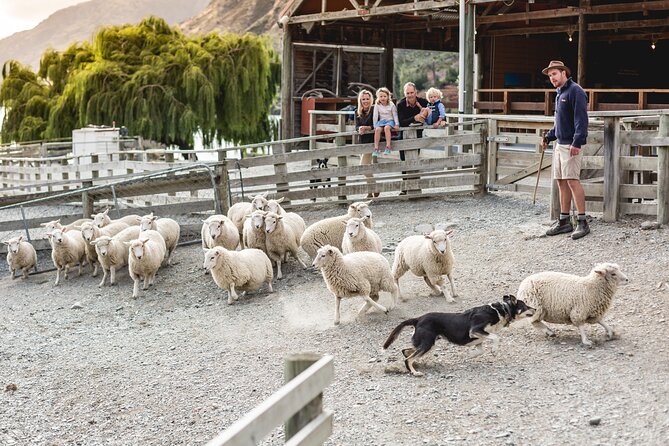 Queenstown Lake Cruise and Walter Peak Farm Adventure - Sheepdogs, shearing, and farm traditions