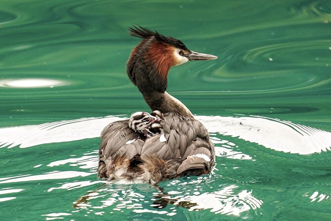 Queenstown: Lake Wakatipu Scenic Cruise (90 Minutes) - Who should choose this Queenstown cruise?