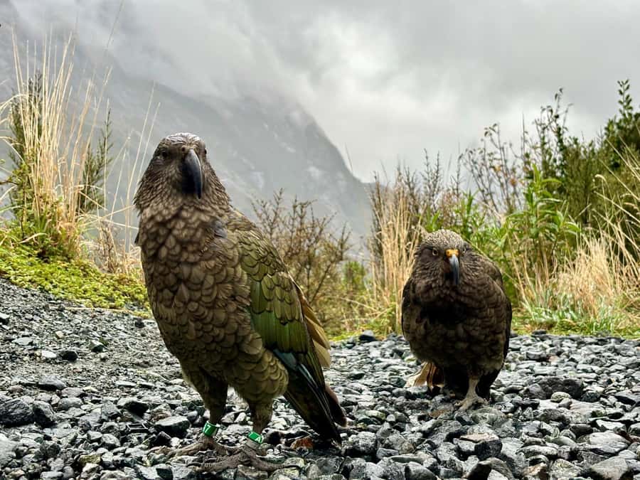 Queenstown: Milford Sound Small-Group Tour w Cruise & Lunch - Through Homer Tunnel to Milford Sound