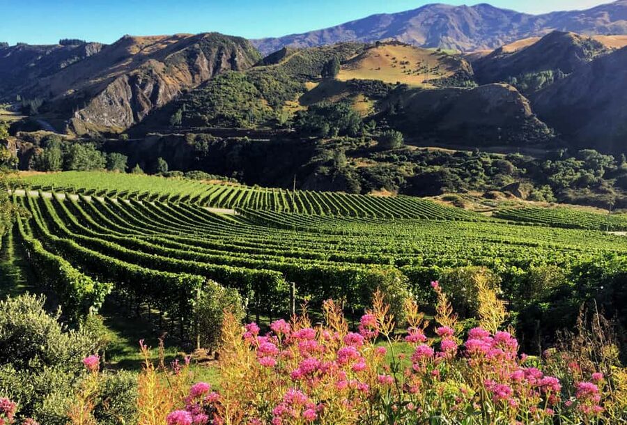 Queenstown: Premium Wine Tasting Tour - Who should book this tour