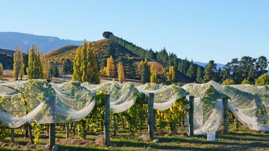 Queenstown: Private Day Trip to Wanaka, Arrowtown & More - The guide makes or breaks the experience