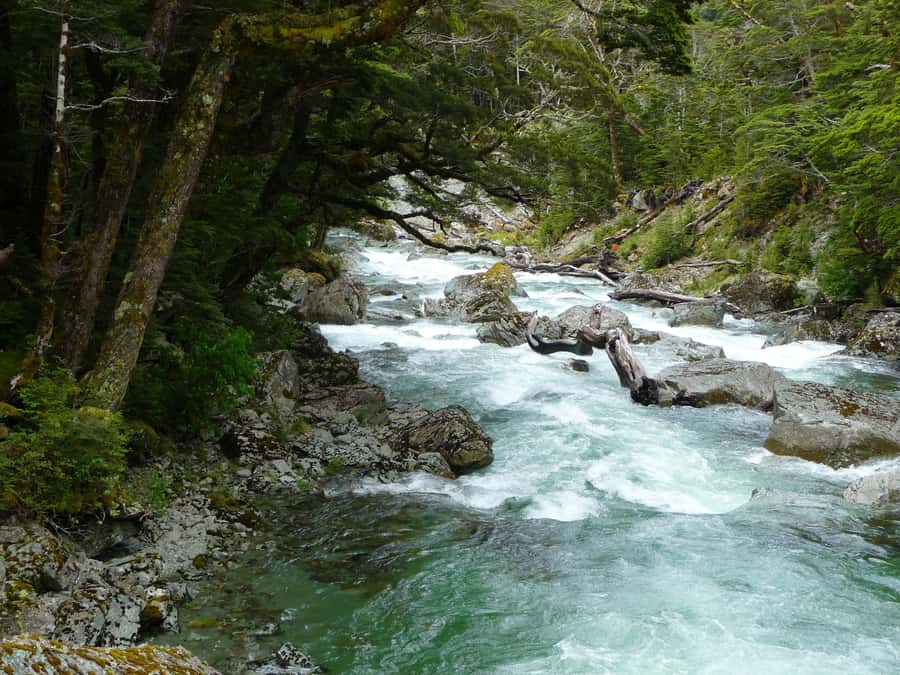 Queenstown: Routeburn Track Guided Full-Day Walk or Half Day - The Routeburn Track, from beech forest to open mountain country