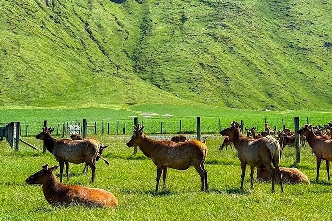 Queenstown to Christchurch One Way Tour Via Lake Tekapo & Mt Cook - Lake Pukaki and the turquoise water