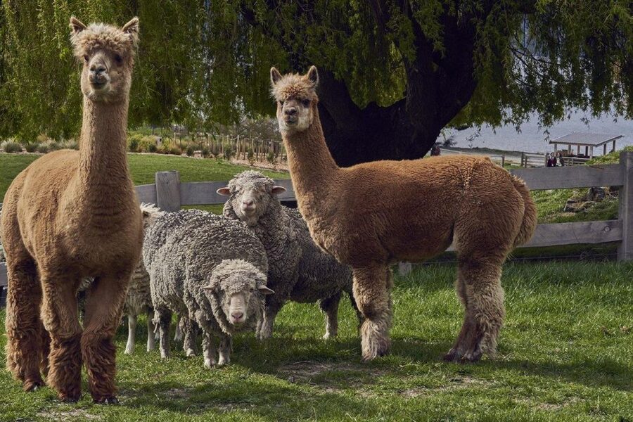 Queenstown: Walter Peak Garden to Table Experience - A guided hour with a rural host and horticulturist