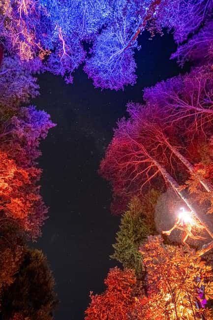 Queenstown: Whimsical Sensory Night Walk at LUMA Enchanted - A glowing forest beside Skyline Gondola