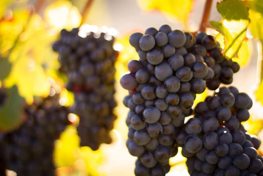 Queenstown: Wine & Food Tour, Scenic Tastings & Paired Lunch - The guide can shape the whole afternoon