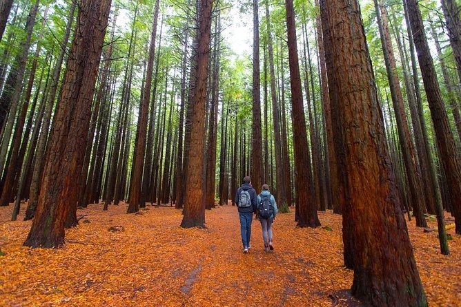 Redwood Forest , Blue Springs & Huka Falls Day Tour from Auckland - Key points before you book