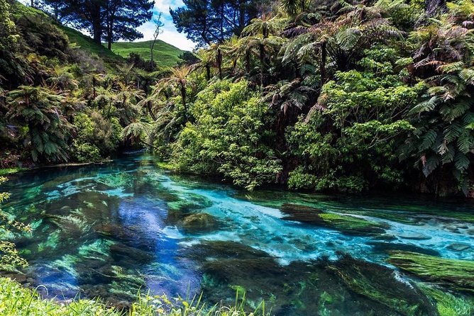 Redwood Forest , Blue Springs & Huka Falls Day Tour from Auckland - Why this tour works for a packed Auckland visit