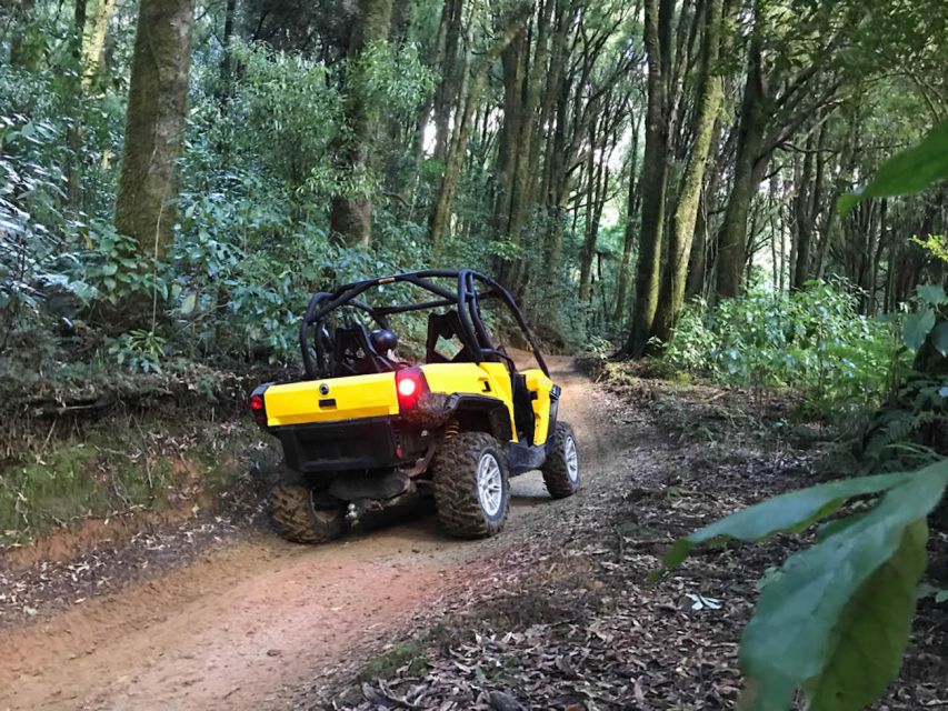 Rotorua: 4×4 Self-Drive Buggy Tour Through Farm and Bushland - Scenic Lookouts Above Rotorua Country