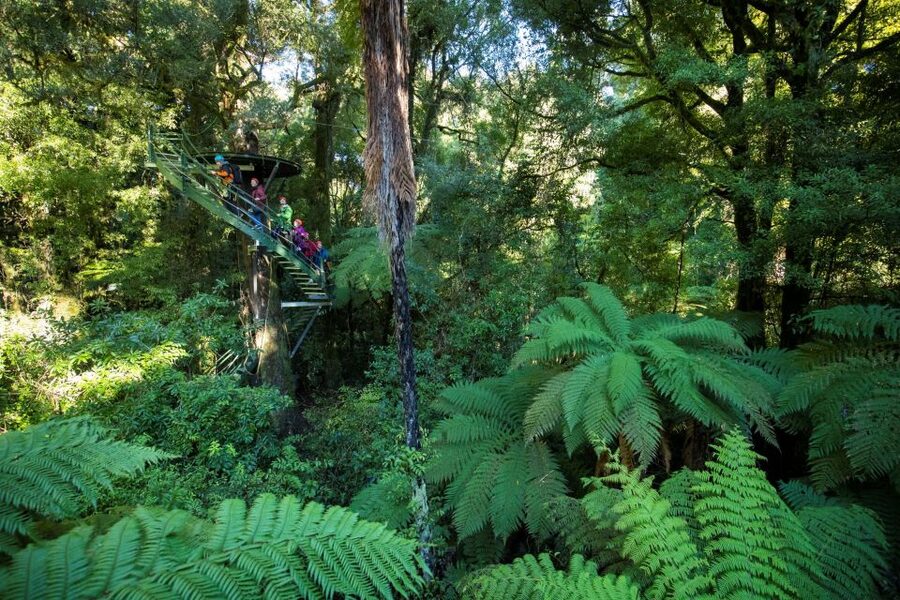 Rotorua: 6 Ziplines, 400m Tandem, Cliff Walk & Swing Bridges - The cliff walk adds a different kind of tension