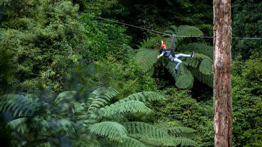 Rotorua: 6 Ziplines, Swing-Bridges & Wildlife Encounters - Native birds are part of the reward