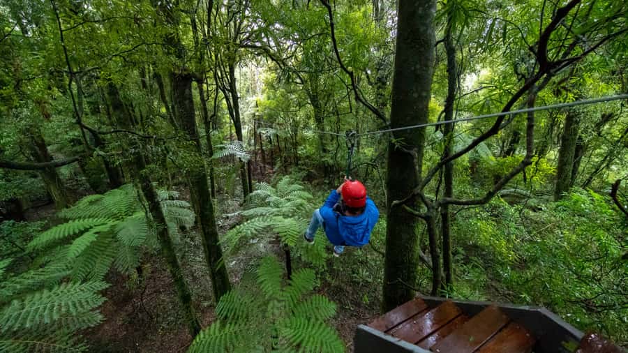 Rotorua: 6 Ziplines, Swing-Bridges & Wildlife Encounters - Small groups and the value of $118